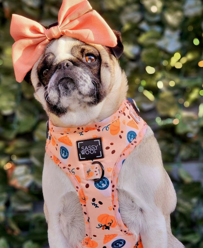 Pumkin latte harness