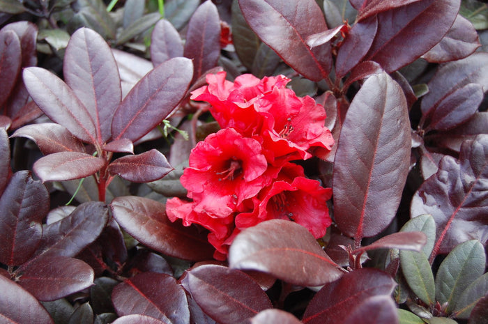 - Rhododendron 'Everred' Red Foliage Red Blooms - Mr Maple │ Buy Japanese Maple Trees