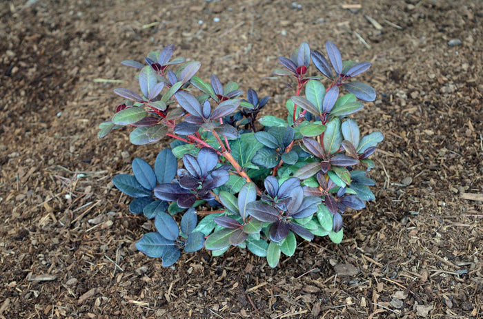 - Rhododendron 'Everred' Red Foliage Red Blooms - Mr Maple │ Buy Japanese Maple Trees