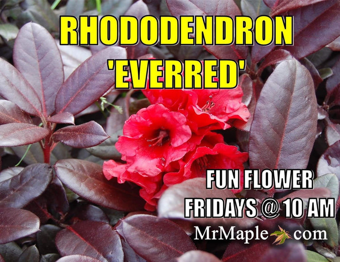 - Rhododendron 'Everred' Red Foliage Red Blooms - Mr Maple │ Buy Japanese Maple Trees