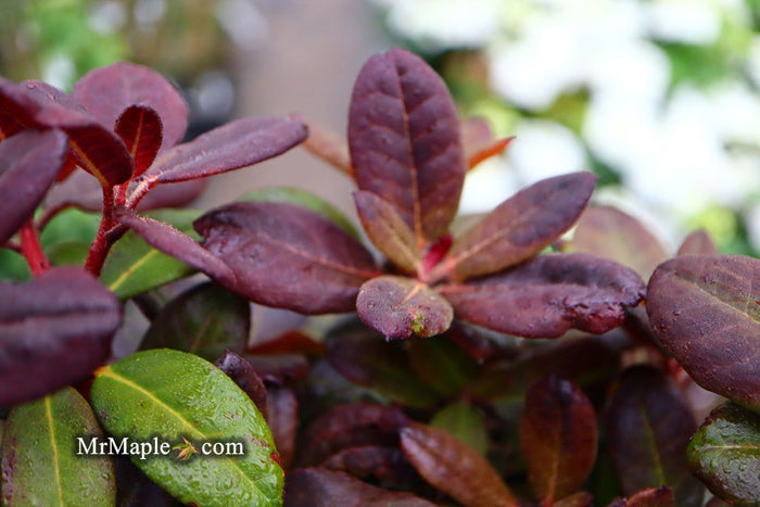 - Rhododendron 'Everred' Red Foliage Red Blooms - Mr Maple │ Buy Japanese Maple Trees