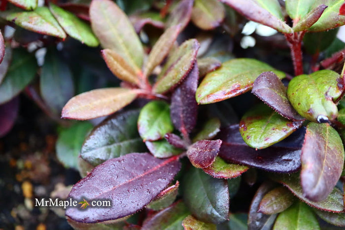 - Rhododendron 'Everred' Red Foliage Red Blooms - Mr Maple │ Buy Japanese Maple Trees