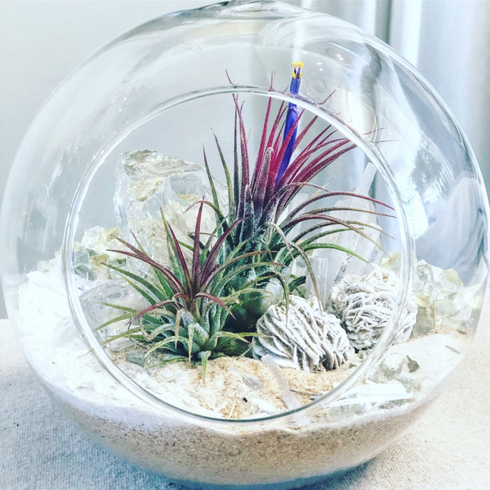 Salt Terrarium