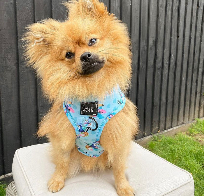 sass on point harness