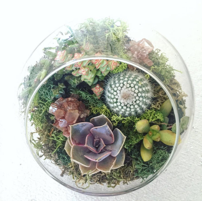 Small globe terrarium rental