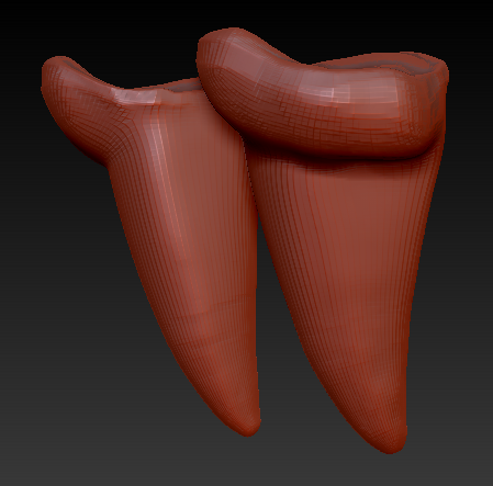 Small Saber Teeth