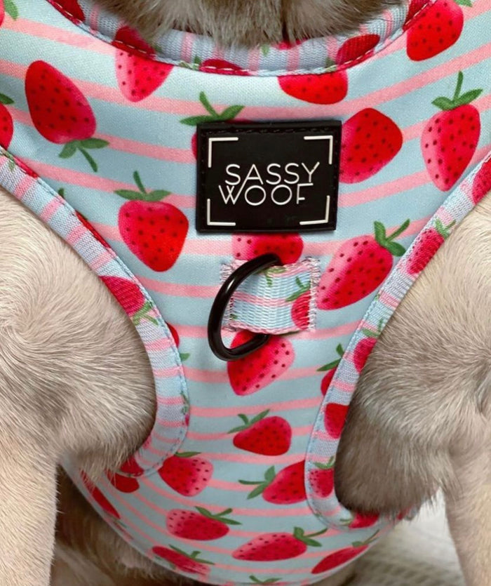 strawberry dream Harness