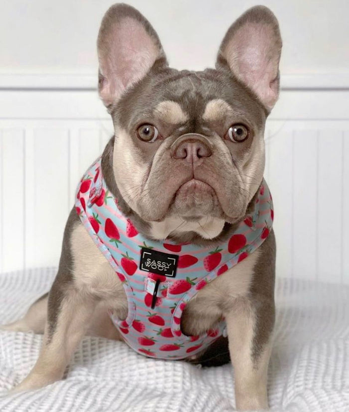 strawberry dream Harness