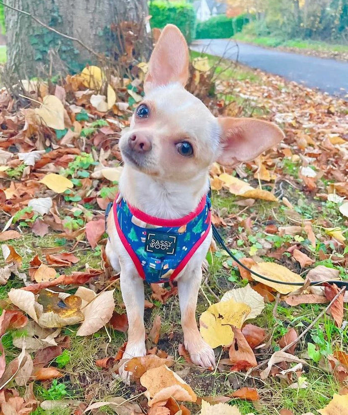 strawberry dream Harness